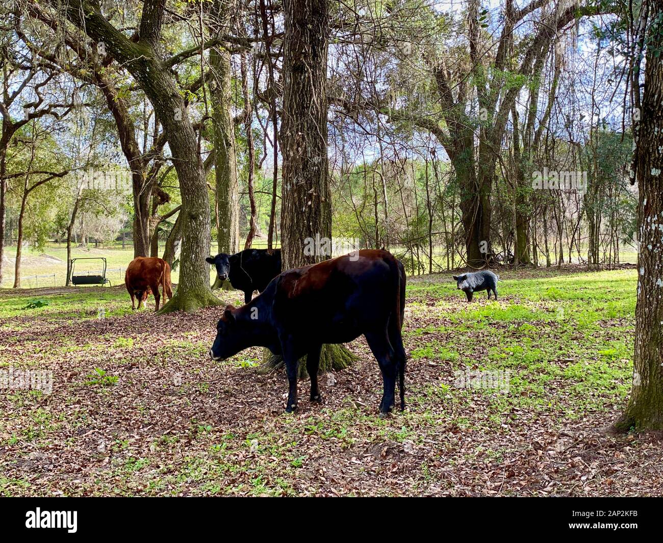 Il pascolo. Marion County, Florida Foto Stock