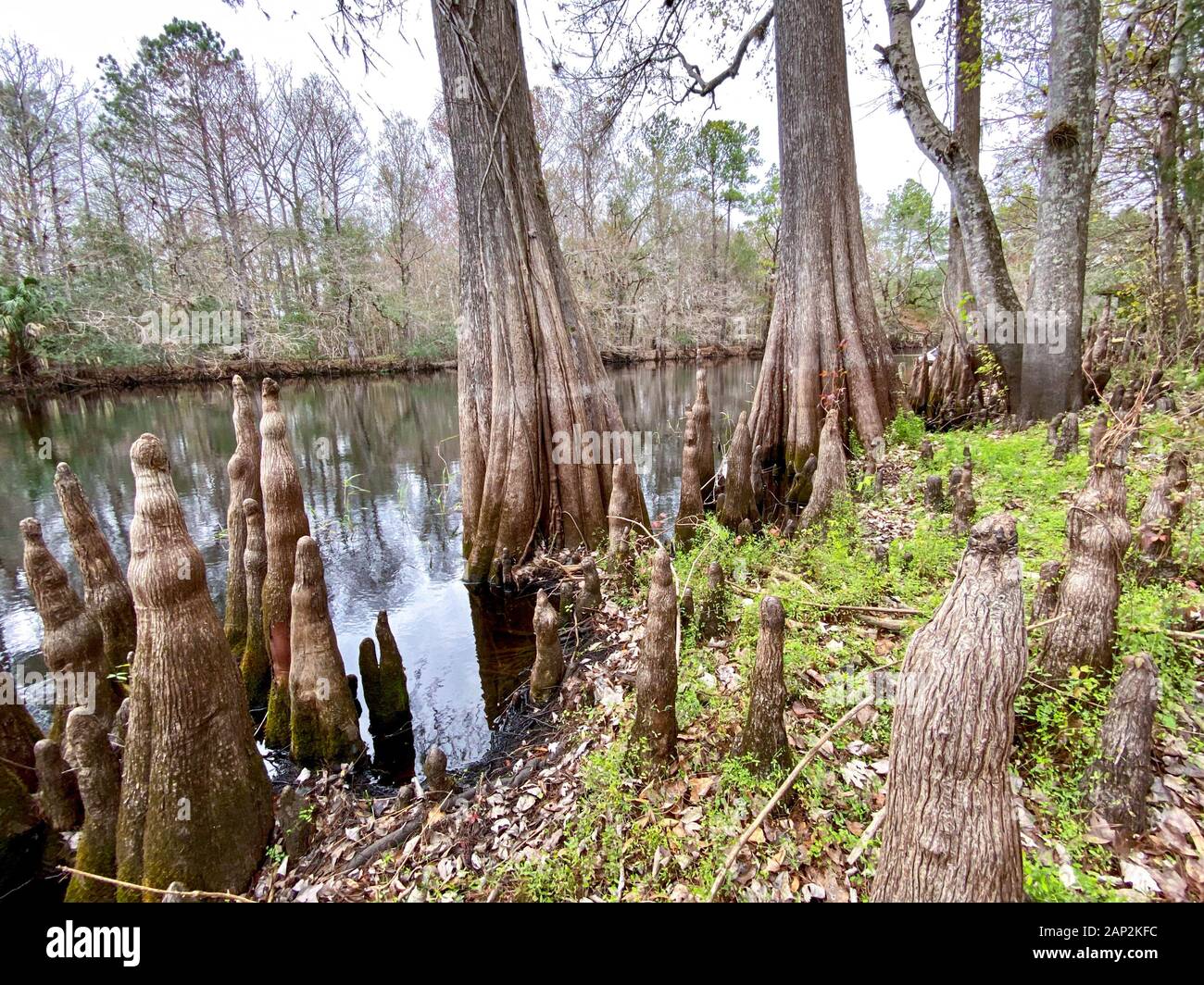 Withlacoochee River. Marion County, Florida. Foto Stock