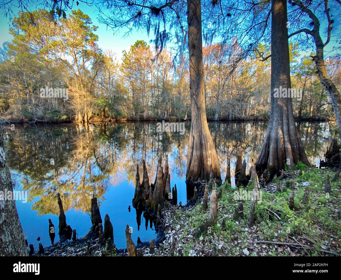 Withlacoochee River. Marion County, Florida. Foto Stock