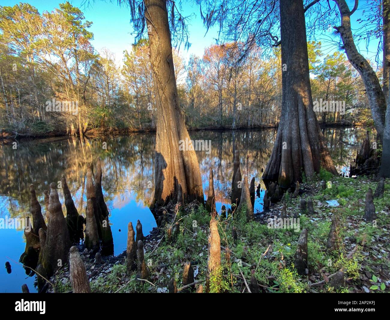 Withlacoochee River. Marion County, Florida. Foto Stock