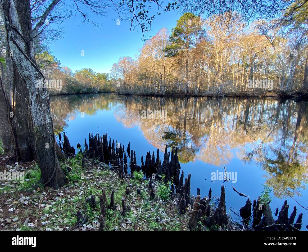 Withlacoochee River. Marion County, Florida. Foto Stock