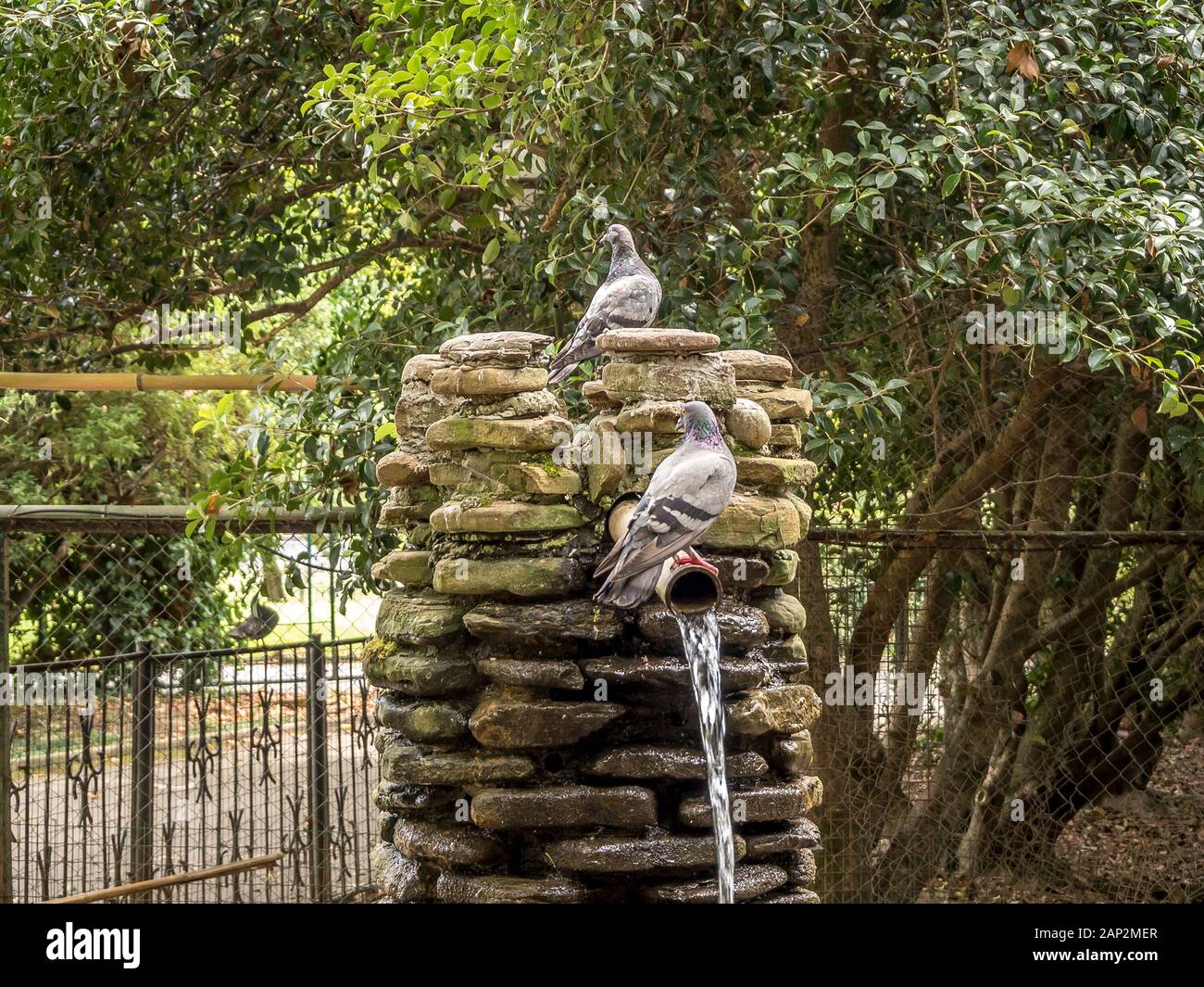 Due piccioni a sedersi su una pietra creek nel parco di un arboreto in Sochi Foto Stock