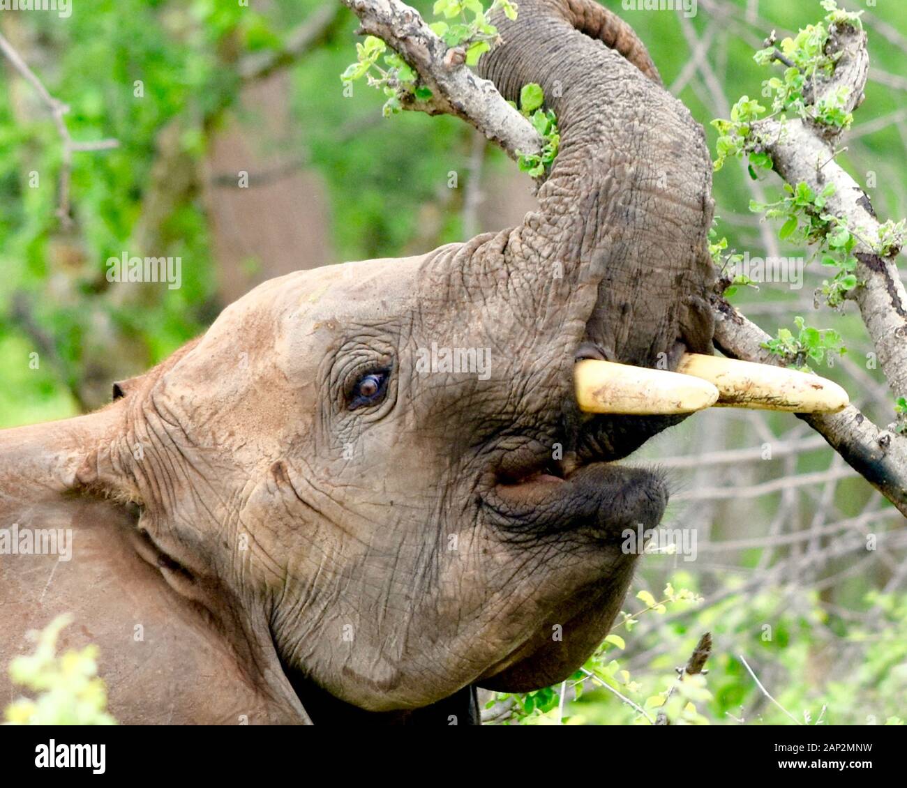 Closeup di giovane elefante toro mostrando le sue zanne .(Loxodonta africana) Foto Stock