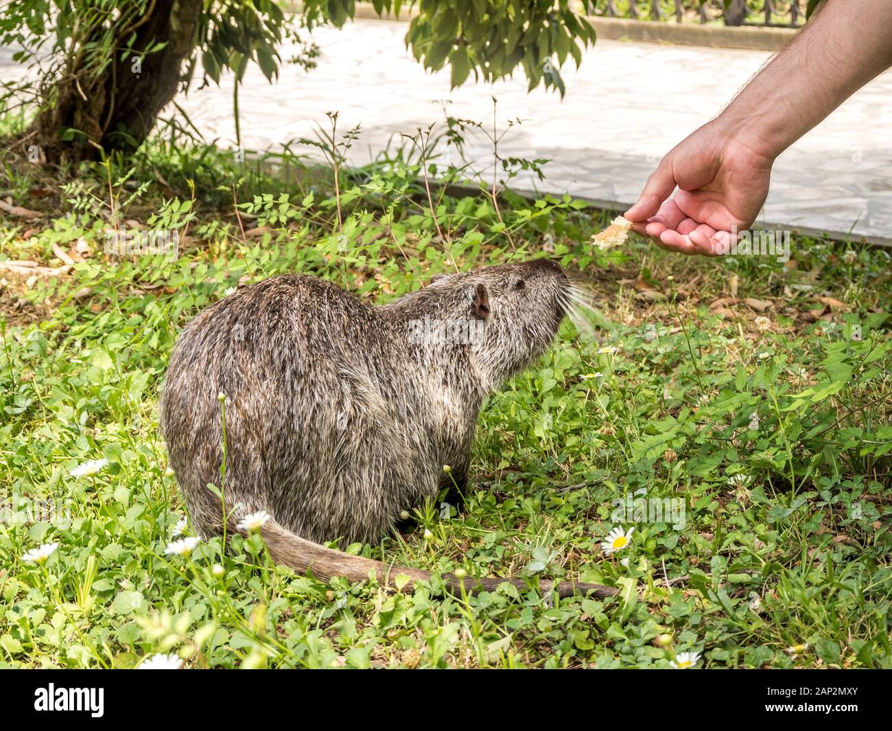 Grigio nutria è alimentato dalle mani nel parco arboreto a Sochi Foto Stock