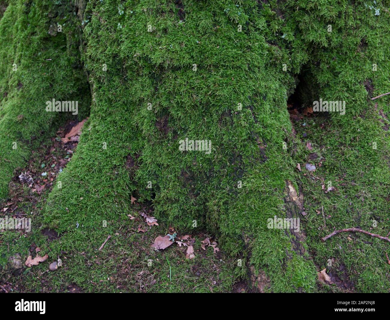 Mossy tronco di albero con uno sfondo con spazio di copia Foto Stock