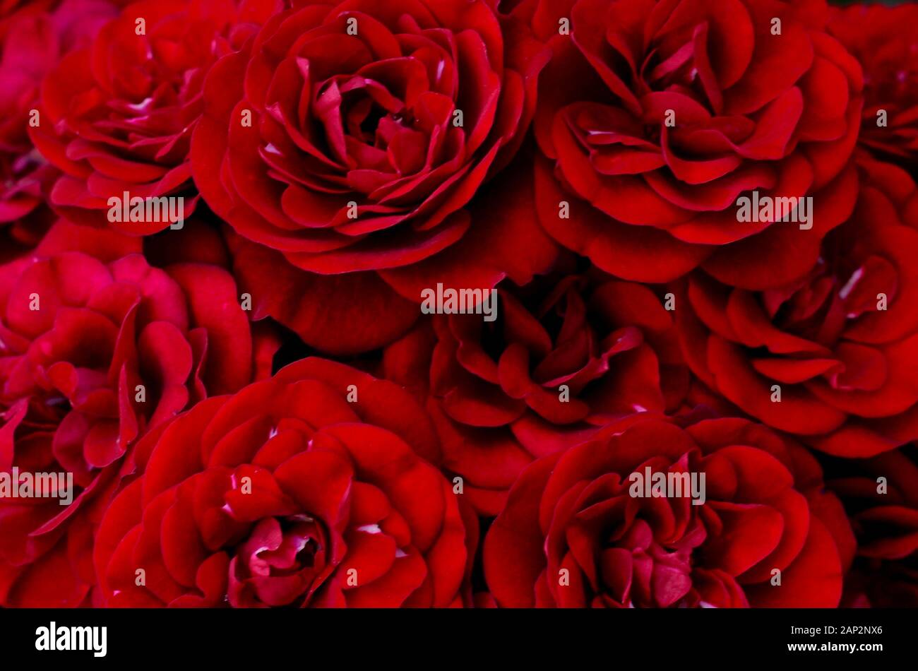 Un sfondo floreale di colore rosso brillante rose live in crescita con un bouquet accanto a ogni altra guardando dall'alto. Foto Stock