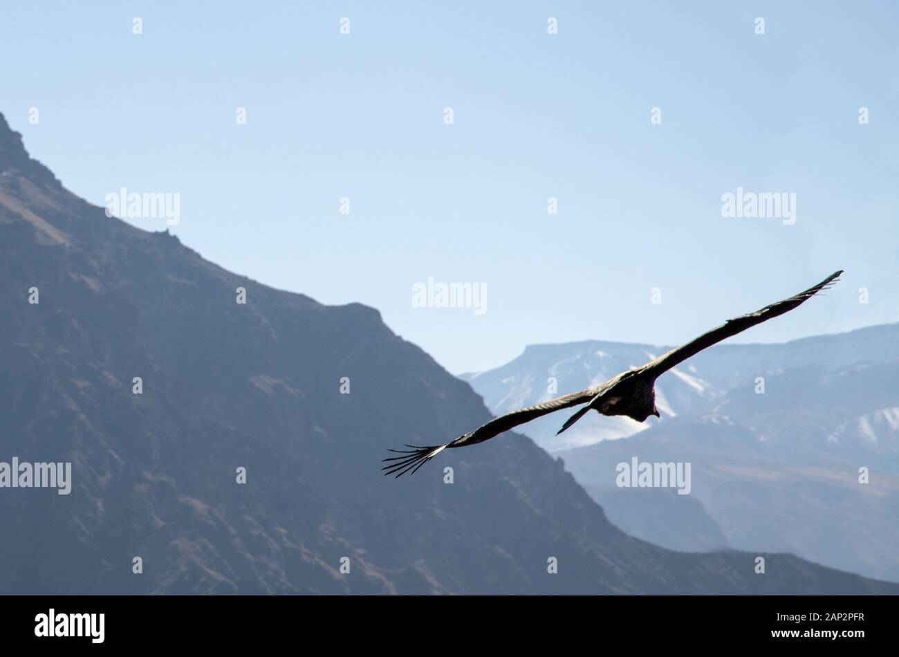 Un condor che vola maestosamente in alto sopra il canyon di colca Foto Stock