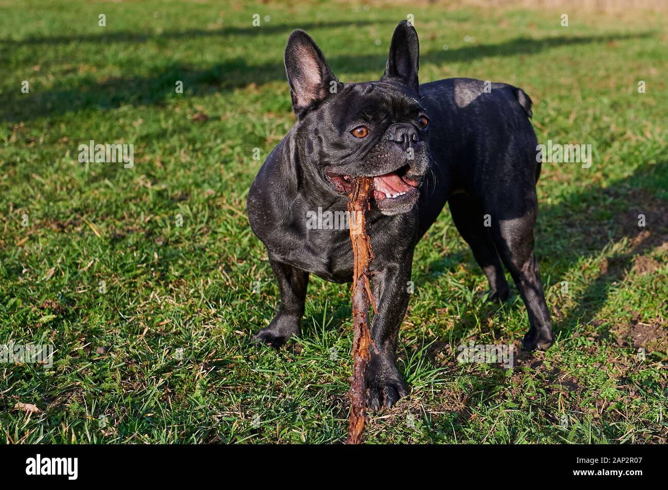 Nero French Bulldog giocando con un bastone sul verde del prato in una giornata di sole Foto Stock Nero French Bulldog giocando con un bastone sul verde del prato in una giornata di sole Foto Stock