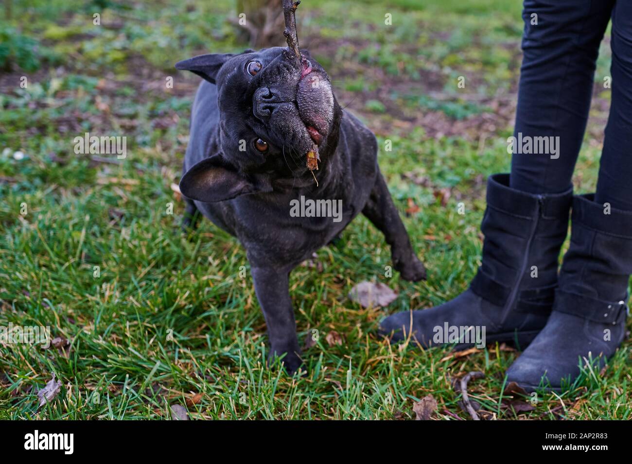 I piedi di una ragazza accanto a un nero bulldog francese che sta giocando con un bastone nella sua bocca Foto Stock I piedi di una ragazza accanto a un nero bulldog francese che sta giocando con un bastone nella sua bocca Foto Stock