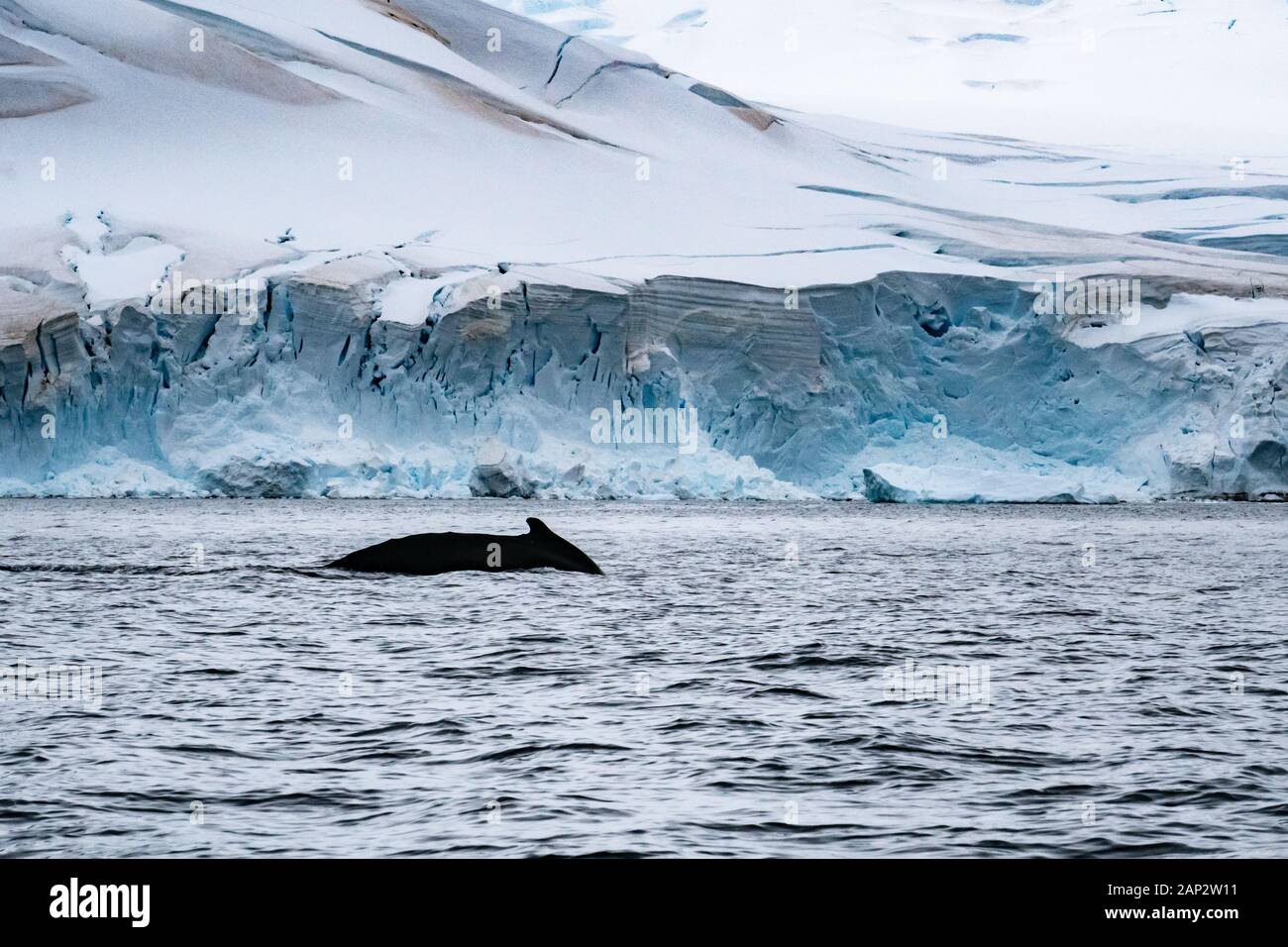 Antartico minke whale (Balaenoptera bonaerensis). Questa balena è trovato nell'emisfero australe, trascorrere l'inverno in acque tropicali e migrazione Foto Stock