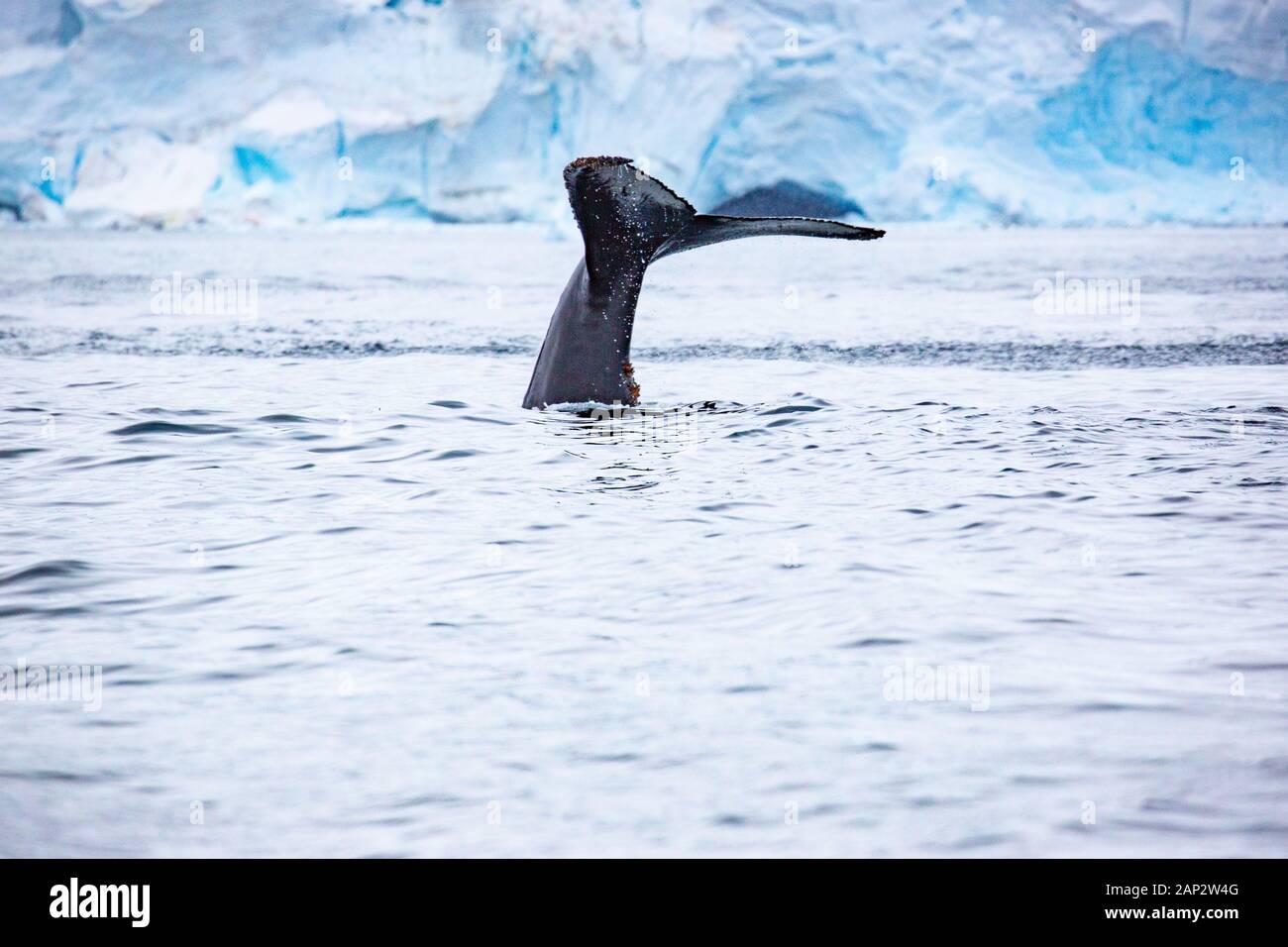 Antartico minke whale (Balaenoptera bonaerensis). Questa balena è trovato nell'emisfero australe, trascorrere l'inverno in acque tropicali e migrazione Foto Stock