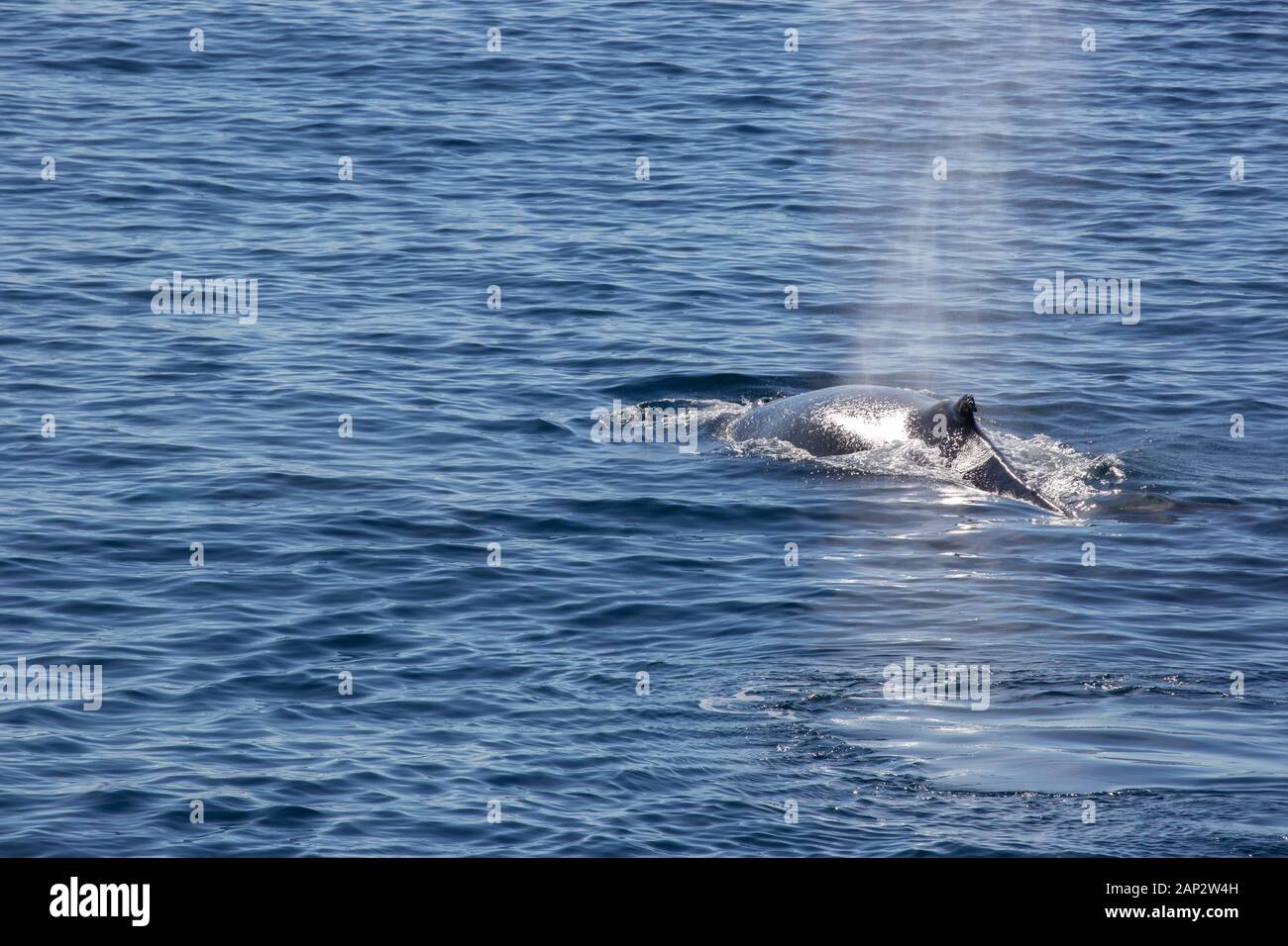 Antartico minke whale (Balaenoptera bonaerensis). Questa balena è trovato nell'emisfero australe, trascorrere l'inverno in acque tropicali e migrazione Foto Stock