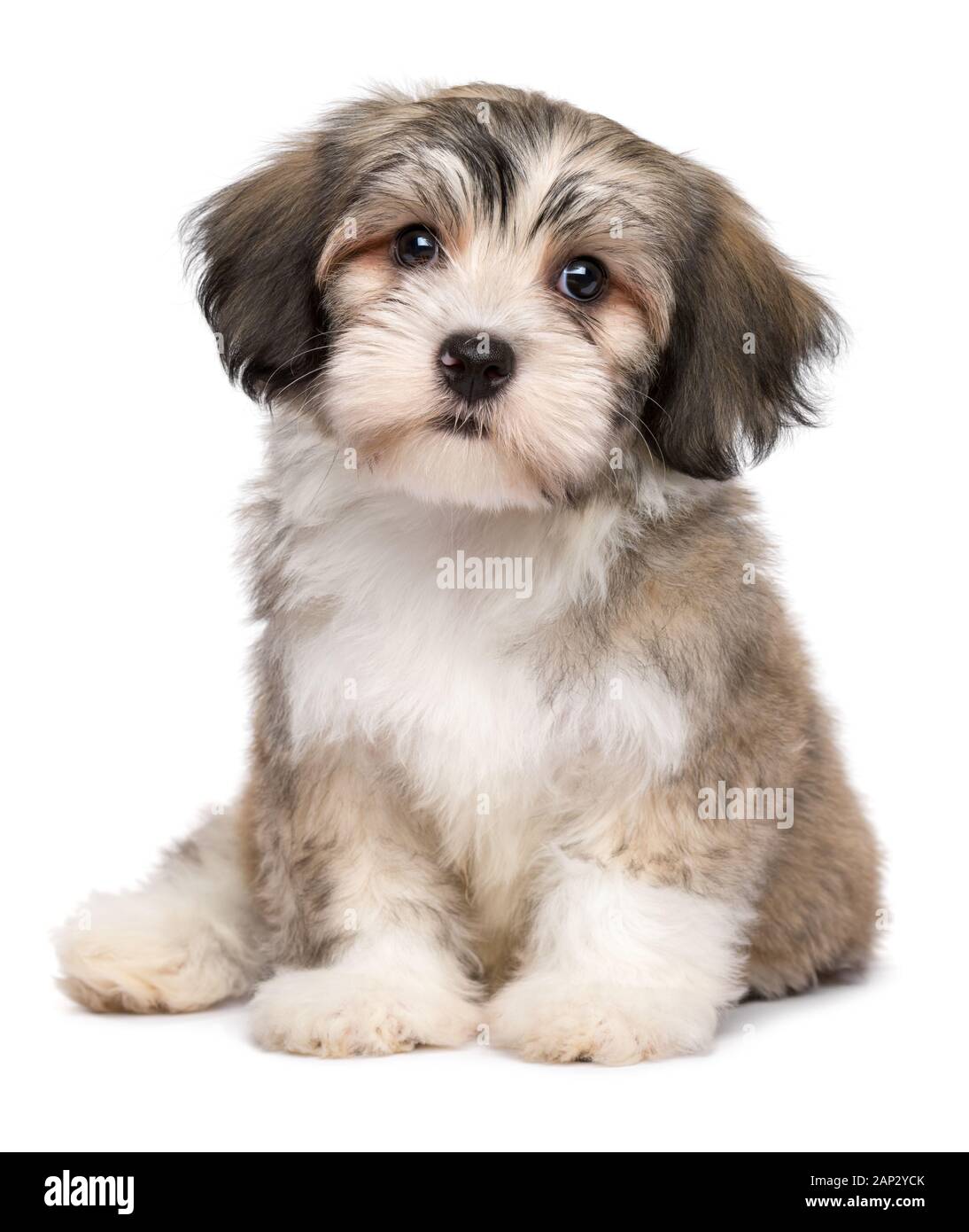 Splendido piccolo havanese cucciolo di cane è seduta frontale e guardando la telecamera - isolato su sfondo bianco Foto Stock