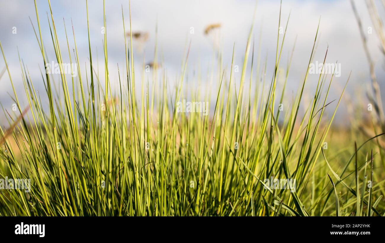 Foto di terra di erba africana con cielo blu Foto Stock