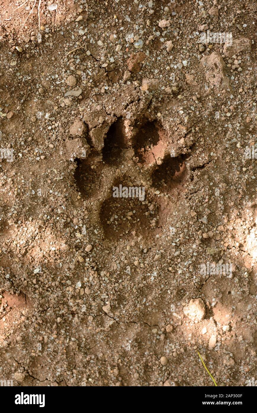 Footprint animale sporco Foto Stock