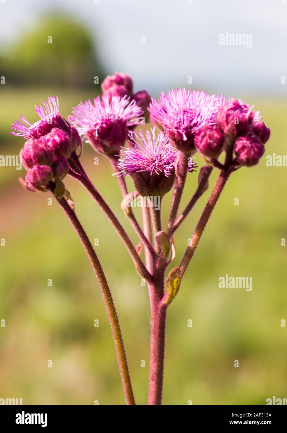 PomPom Weed con sfondo sfocato, rosa porpora fiore selvaggio erbacce Foto Stock