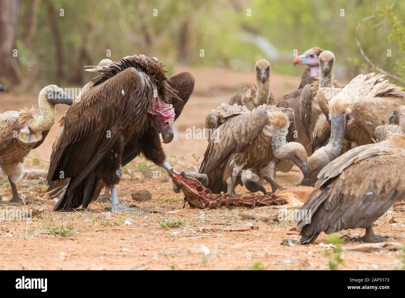 Falda-di fronte vulture (Torgos tracheliotos), immaturi alimentare su una carcassa, Mpumalanga, Sud Africa Foto Stock