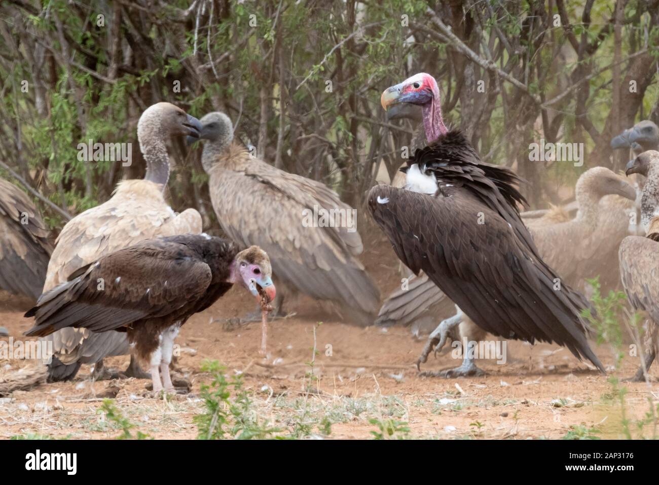 Falda-di fronte vulture (Torgos tracheliotos), adulto in piedi sul suolo tra gli altri gli avvoltoi, Mpumalanga, Sud Africa Foto Stock
