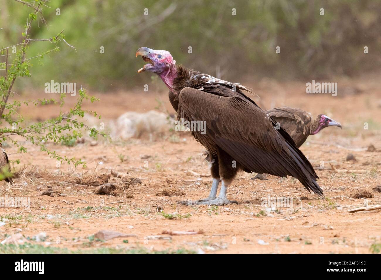Falda-di fronte vulture (Torgos tracheliotos), la vista laterale di un immaturo deglutire una parte di carcassa, Mpumalanga, Sud Africa Foto Stock