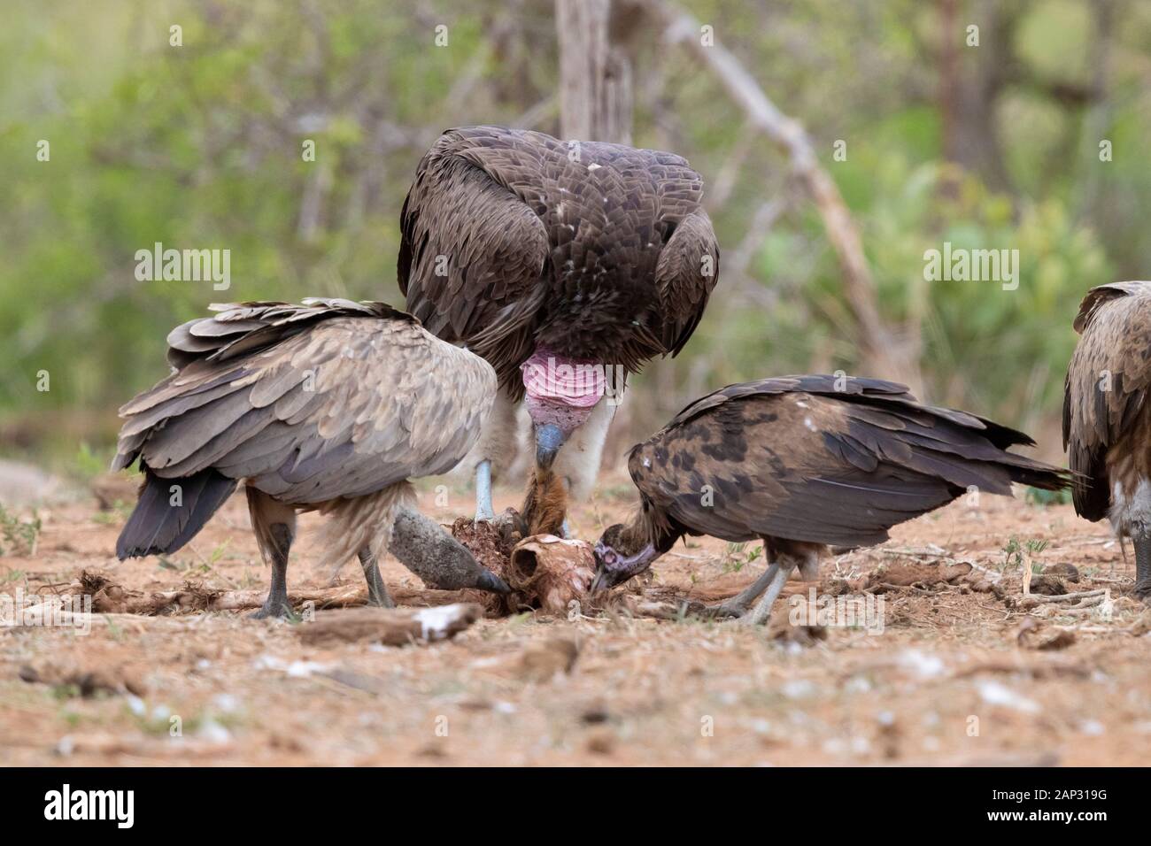 Gli avvoltoi alimentare su una carcassa, Mpumalanga, Sud Africa Foto Stock