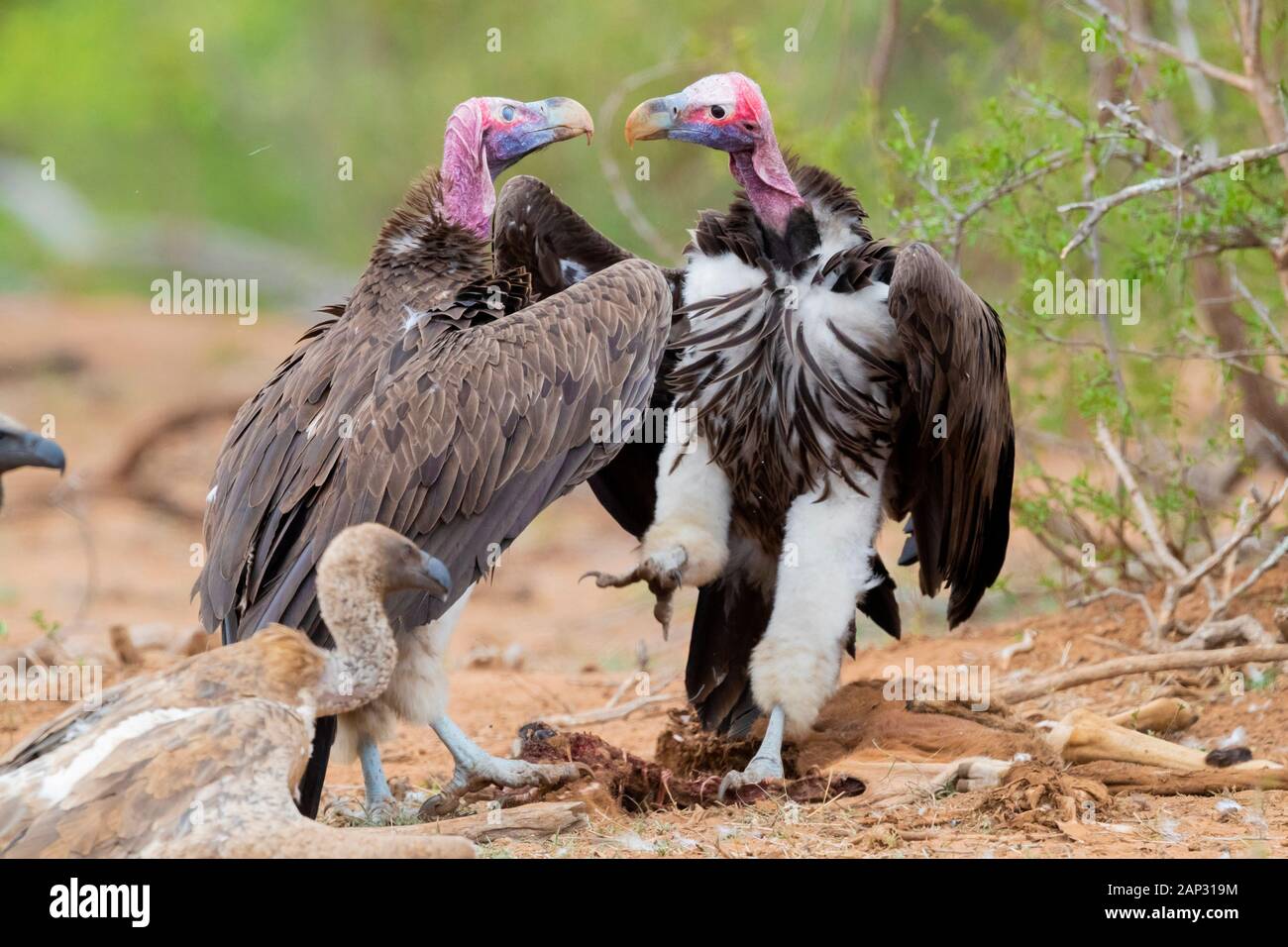 Falda-di fronte vulture (Torgos tracheliotos), due adulti lotta mentre l'alimentazione su una carcassa, Mpumalanga, Sud Africa Foto Stock
