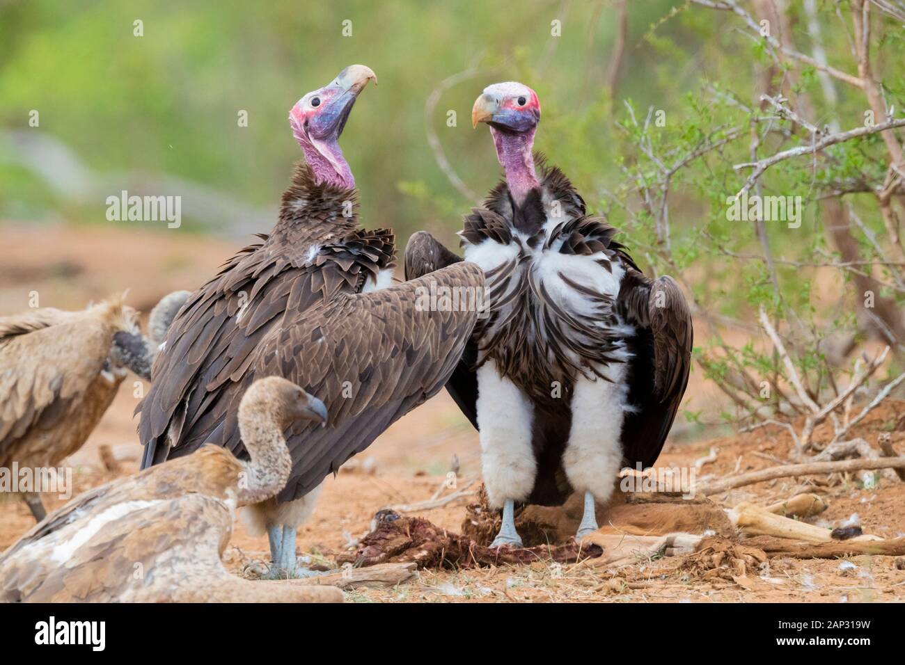 Falda-di fronte vulture (Torgos tracheliotos), due adulti visualizzazione mentre si alimenta su una carcassa, Mpumalanga, Sud Africa Foto Stock
