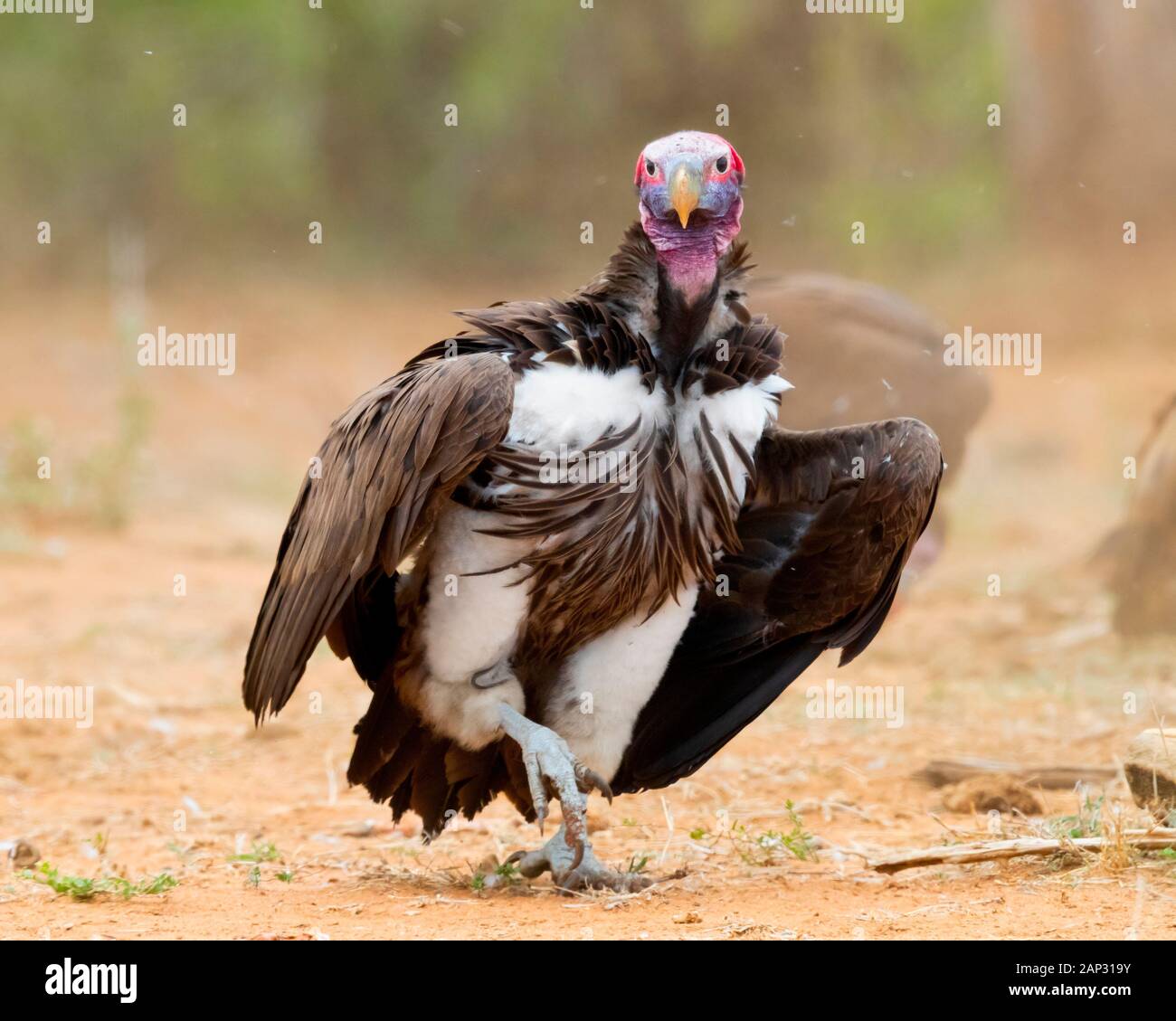Falda-di fronte vulture (Torgos tracheliotos), la vista anteriore di un adulto di camminare sulla terra, Mpumalanga, Sud Africa Foto Stock