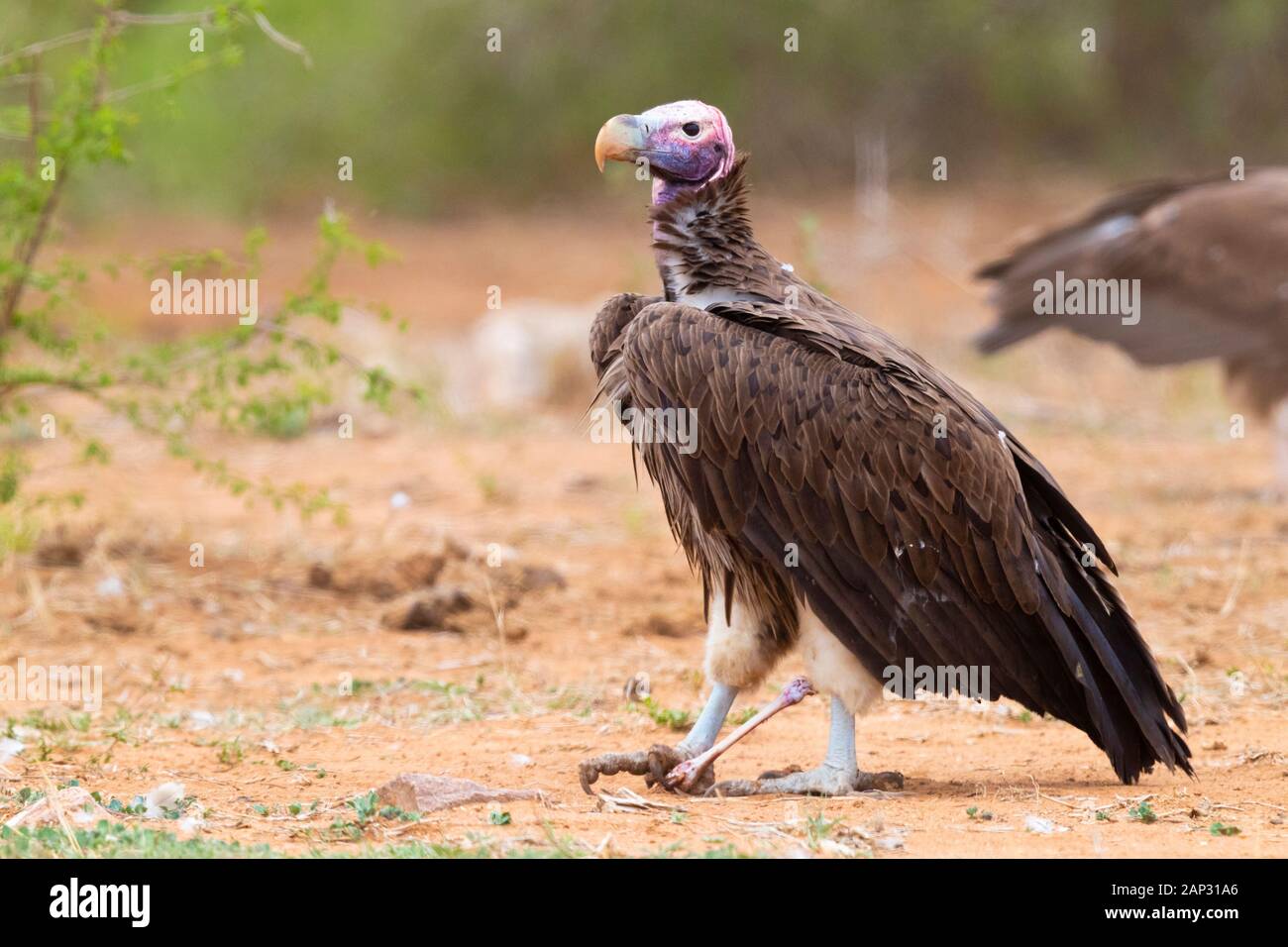 Falda-di fronte vulture (Torgos tracheliotos), la vista laterale di un adulto in piedi sul suolo con un osso nella sua piedi - Mpumalanga in Sudafrica Foto Stock