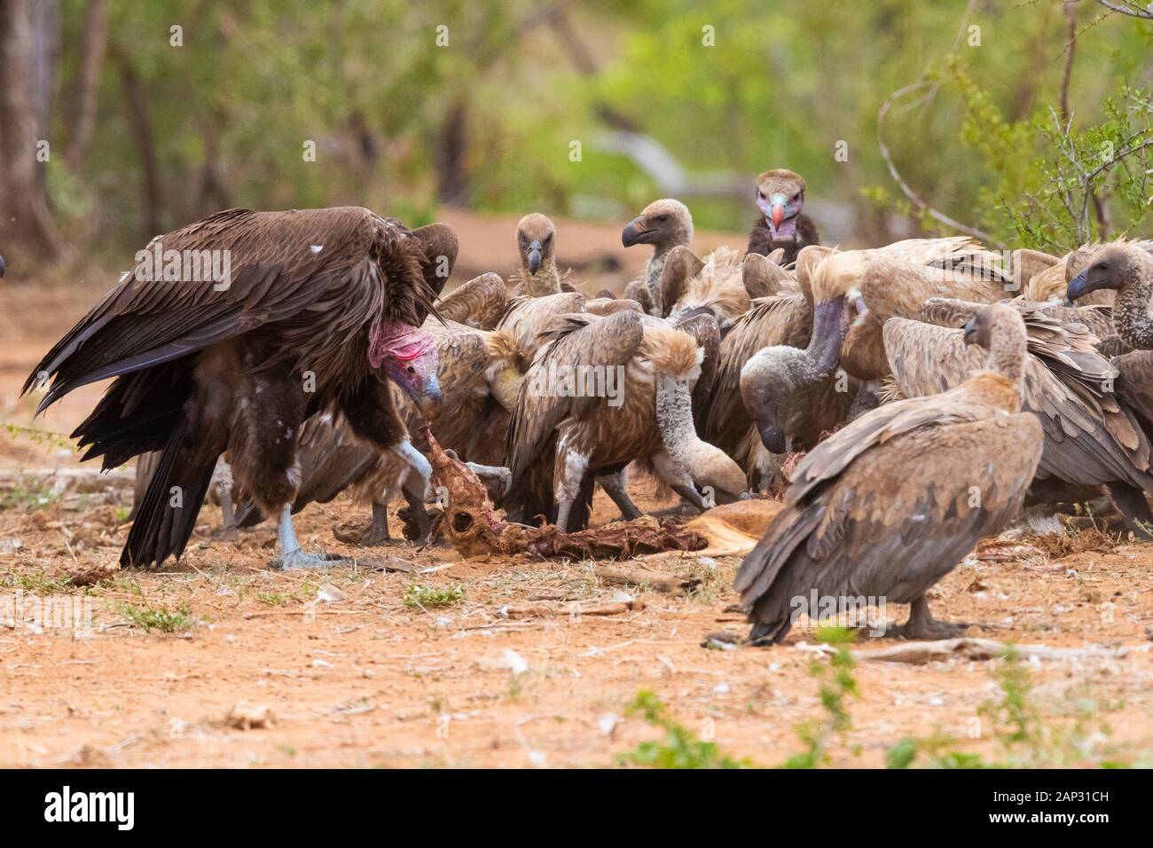 Falda-di fronte vulture (Torgos tracheliotos), la vista laterale di un alimentazione immaturo su una carcassa tra gli altri gli avvoltoi, Mpumalanga, Sud Africa Foto Stock