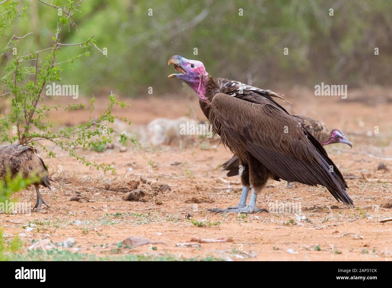 Falda-di fronte vulture (Torgos tracheliotos), la vista laterale di un immaturo ingestione di un osso, Mpumalanga, Sud Africa Foto Stock