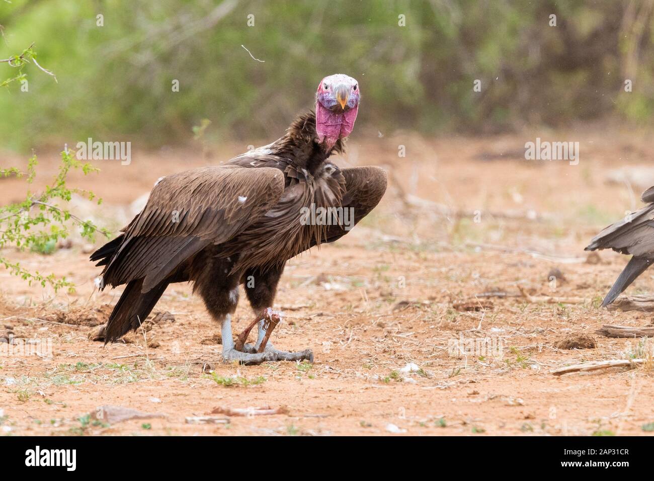 Falda-di fronte vulture (Torgos tracheliotos), immaturi in piedi sul suolo con un osso nella sua piedi - Mpumalanga in Sudafrica Foto Stock