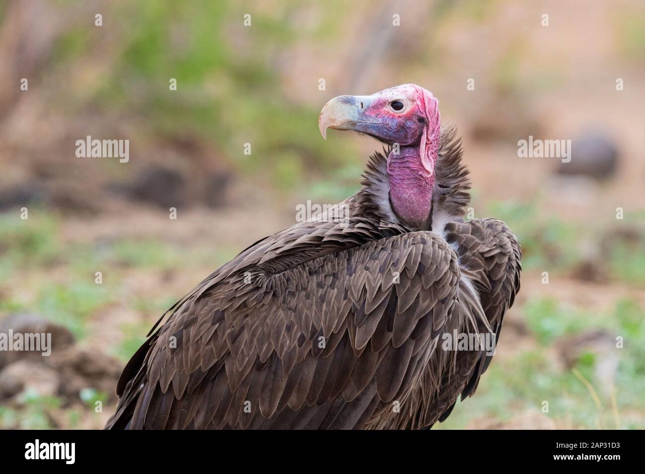 Falda-di fronte vulture (Torgos tracheliotos), Adulto close-up - Mpumalanga in Sudafrica Foto Stock