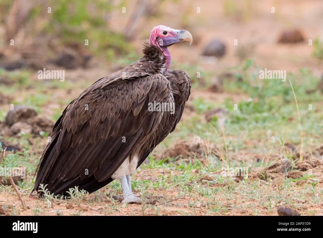 Falda-di fronte vulture (Torgos tracheliotos), la vista laterale di un adulto in piedi sul suolo, Mpumalanga, Sud Africa Foto Stock