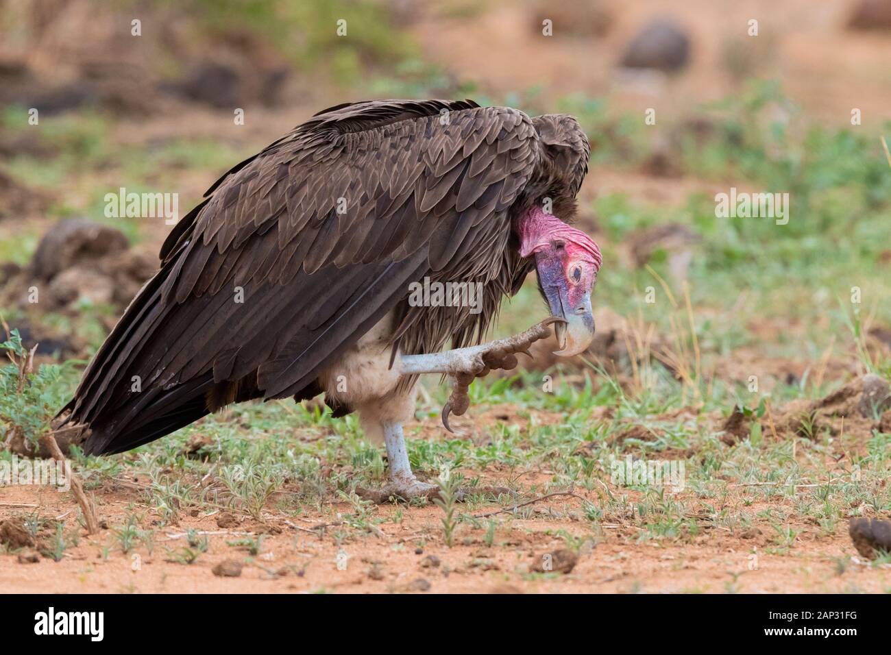 Falda-di fronte vulture (Torgos tracheliotos), la vista laterale di un adulto di graffiare la sua distinta, Mpumalanga, Sud Africa Foto Stock