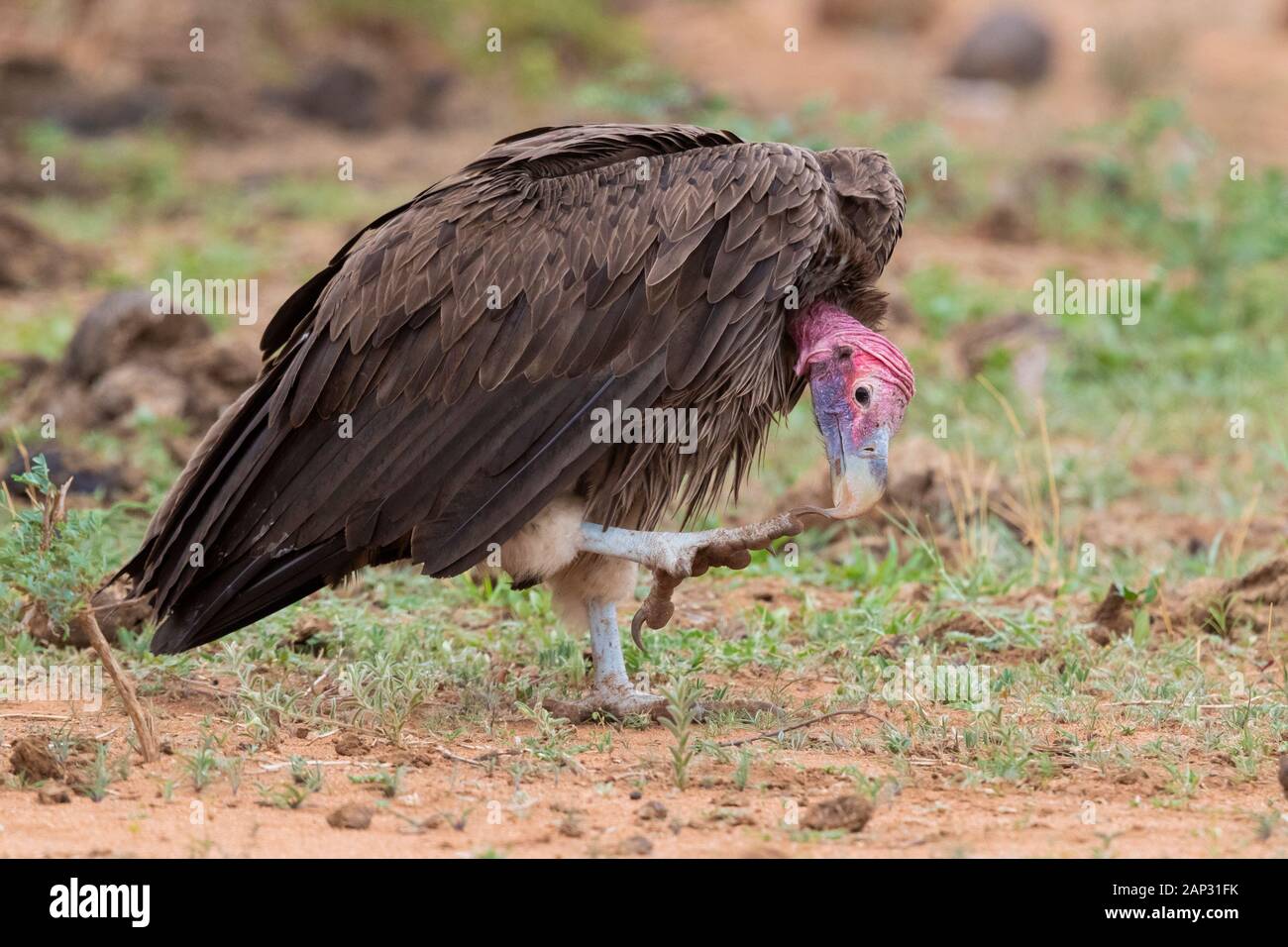 Falda-di fronte vulture (Torgos tracheliotos), la vista laterale di un adulto di graffiare la sua distinta, Mpumalanga, Sud Africa Foto Stock
