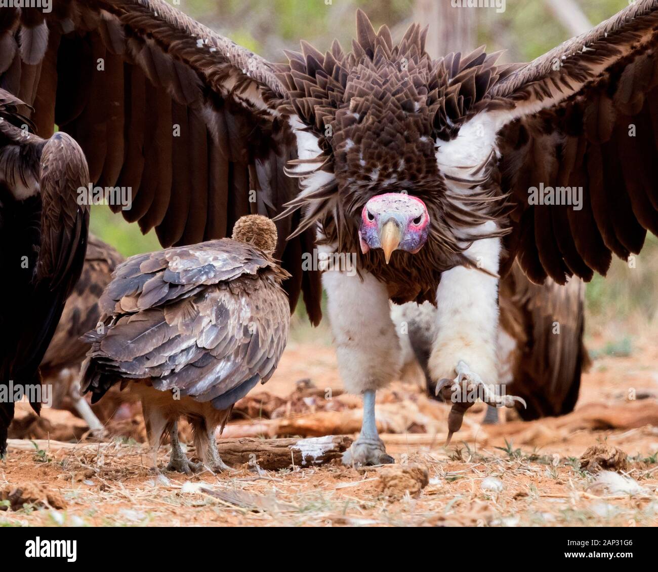 Falda-di fronte vulture (Torgos tracheliotos), la vista anteriore di un adulto a camminare verso un avvoltoio incappucciato, Mpumalanga, Sud Africa Foto Stock