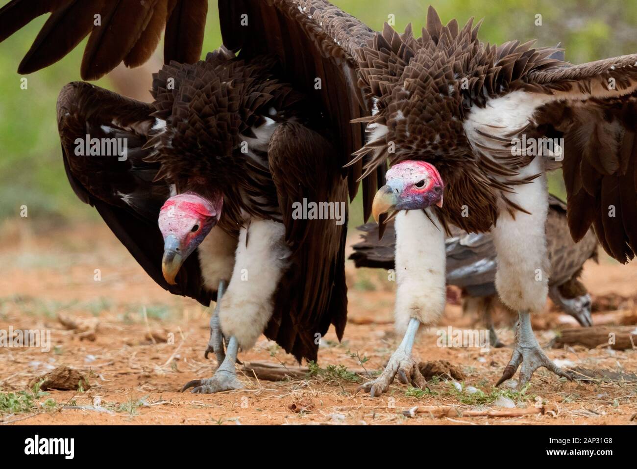Falda-di fronte vulture (Torgos tracheliotos), due adulti visualizzazione - Mpumalanga in Sudafrica Foto Stock