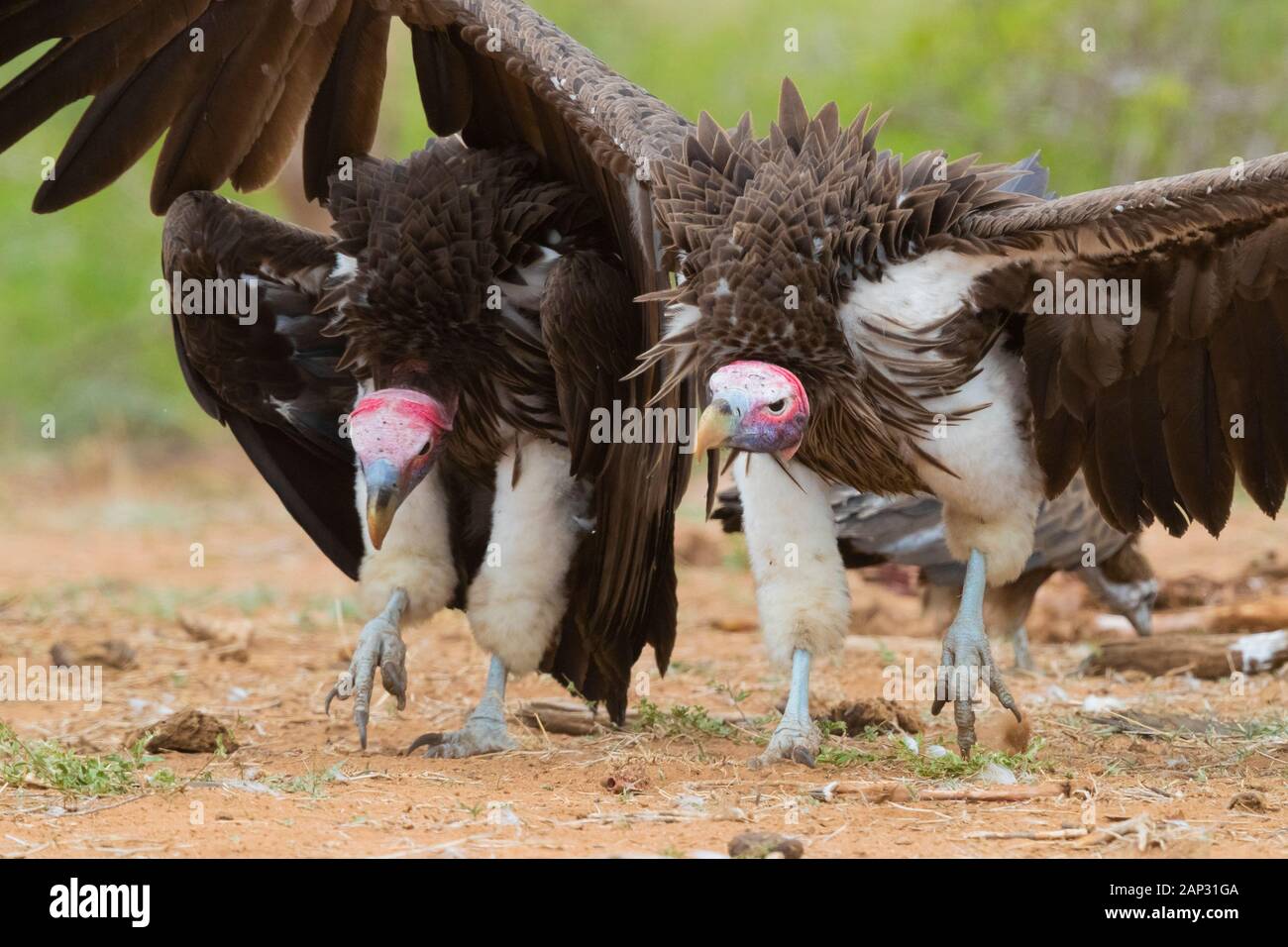 Falda-di fronte vulture (Torgos tracheliotos), due adulti visualizzazione - Mpumalanga in Sudafrica Foto Stock