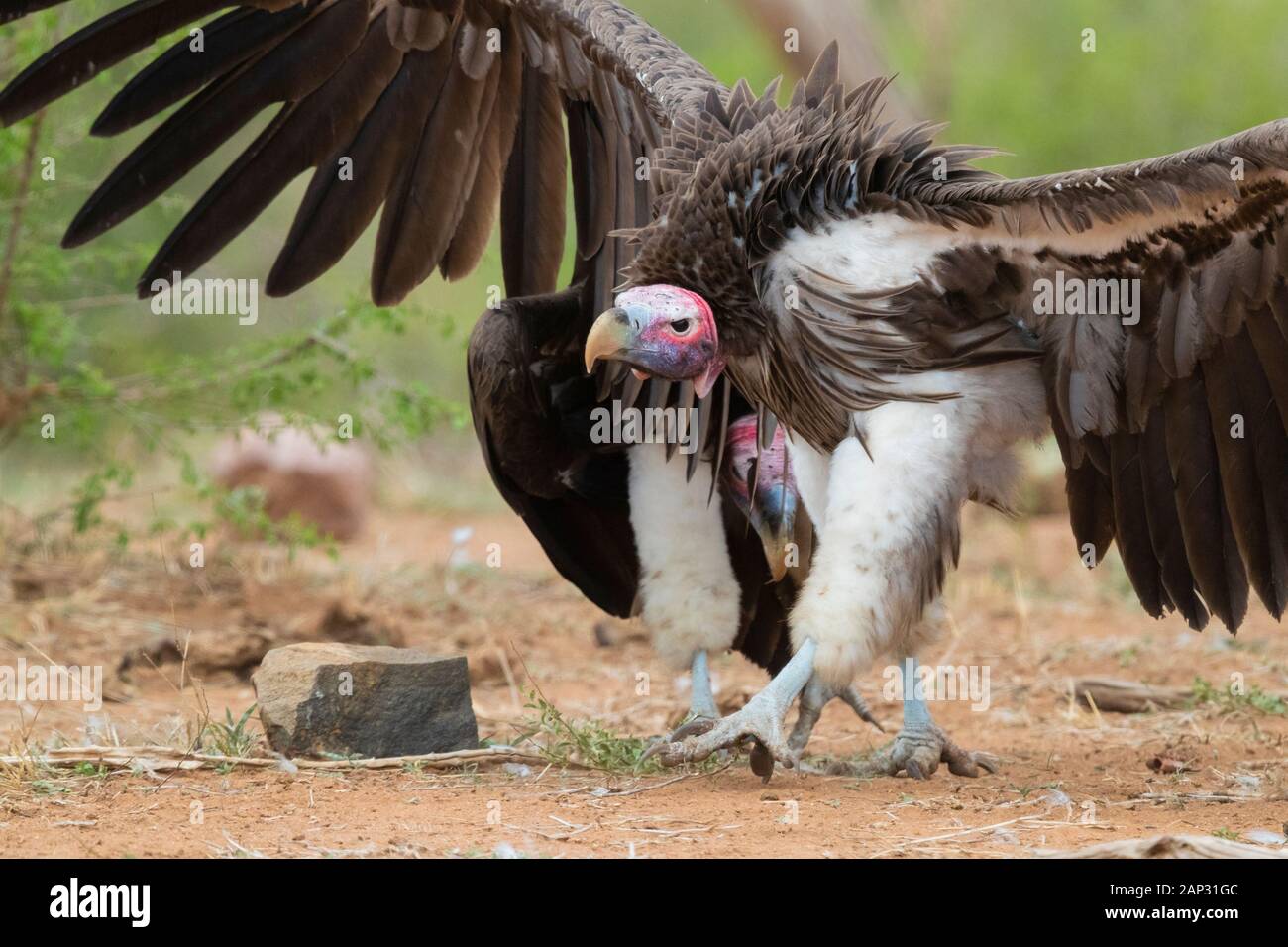 Falda-di fronte vulture (Torgos tracheliotos), Adulto camminando sulla terra con le sue ali aperte - Mpumalanga in Sudafrica Foto Stock