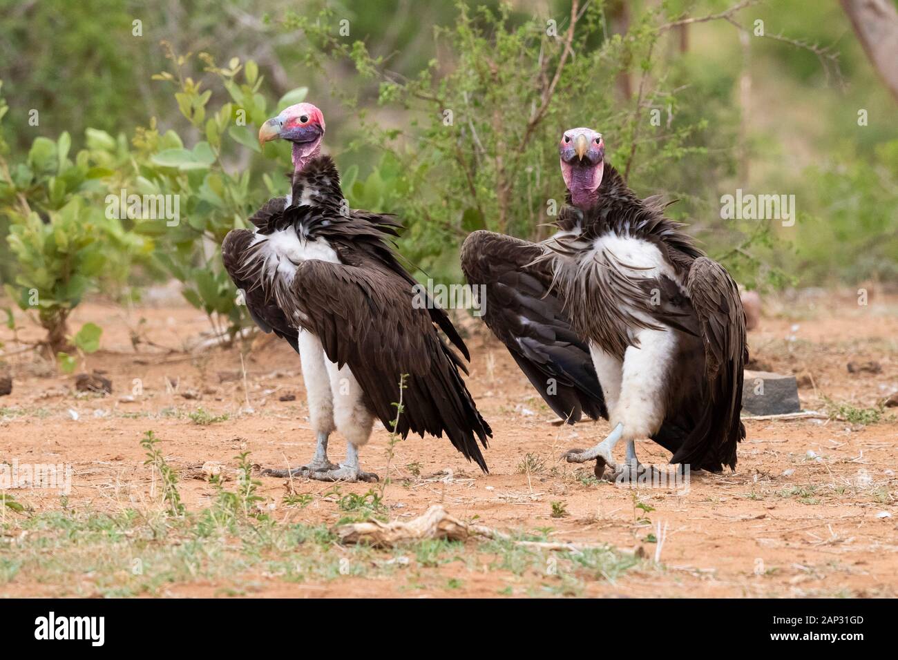 Falda-di fronte vulture (Torgos tracheliotos), due adulti in piedi sul suolo, Mpumalanga, Sud Africa Foto Stock