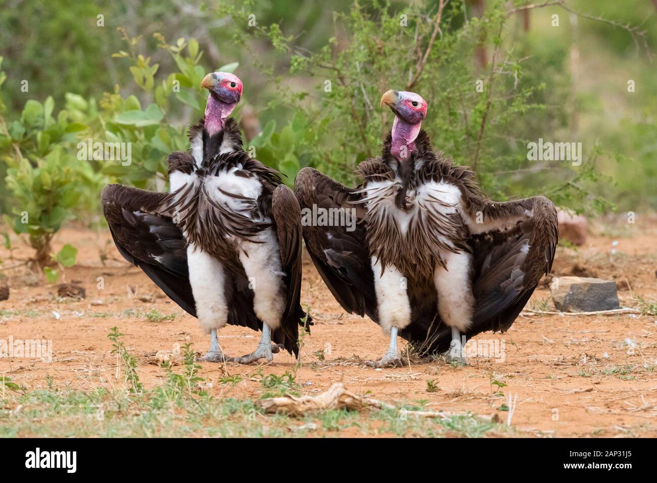Falda-di fronte vulture (Torgos tracheliotos), due adulti la visualizzazione sul terreno - Mpumalanga in Sudafrica Foto Stock