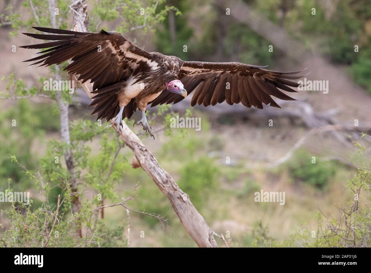 Falda-di fronte vulture (Torgos tracheliotos), adulto in volo mostra underparts, Mpumalanga, Sud Africa Foto Stock