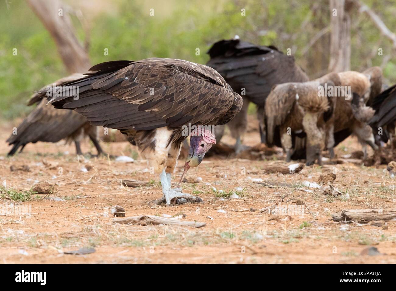Falda-di fronte vulture (Torgos tracheliotos), la vista laterale di un adulto con un osso nella sua piedi - Mpumalanga in Sudafrica Foto Stock
