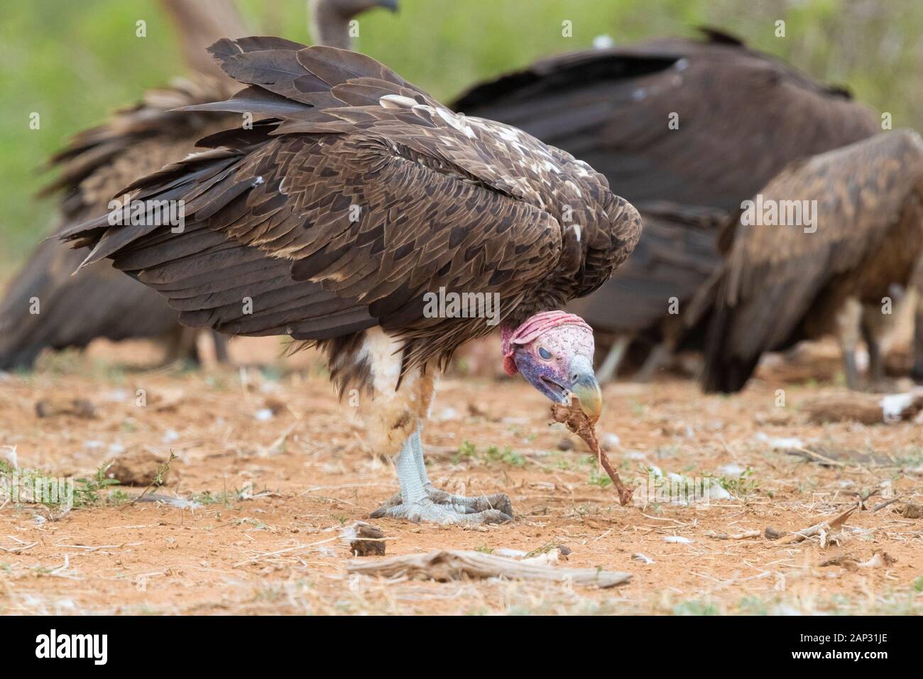 Falda-di fronte vulture (Torgos tracheliotos), la vista laterale di un adulto con un osso nella sua bill - Mpumalanga in Sudafrica Foto Stock