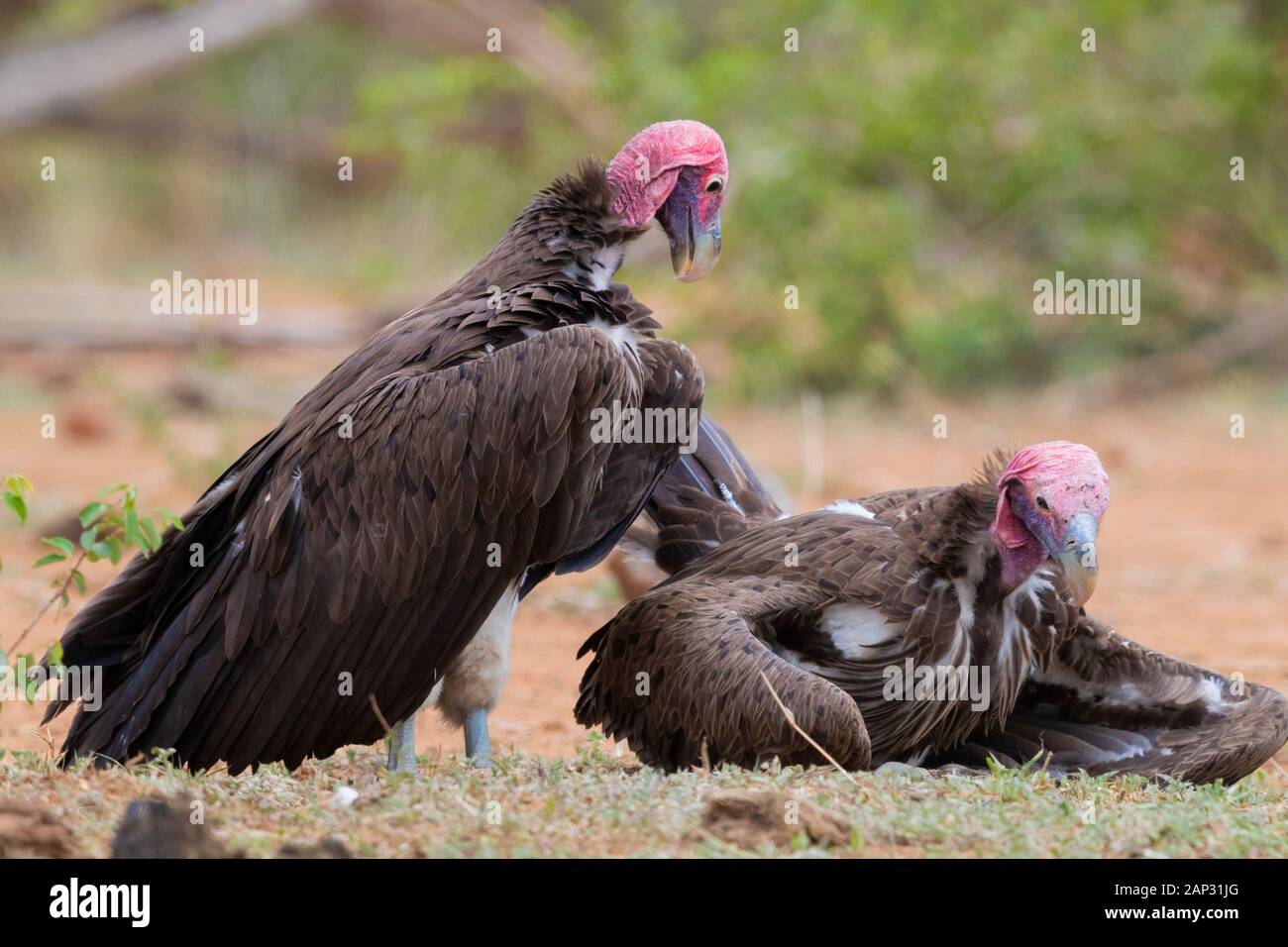 Falda-di fronte vulture (Torgos tracheliotos), due adulti sul terreno - Mpumalanga in Sudafrica Foto Stock