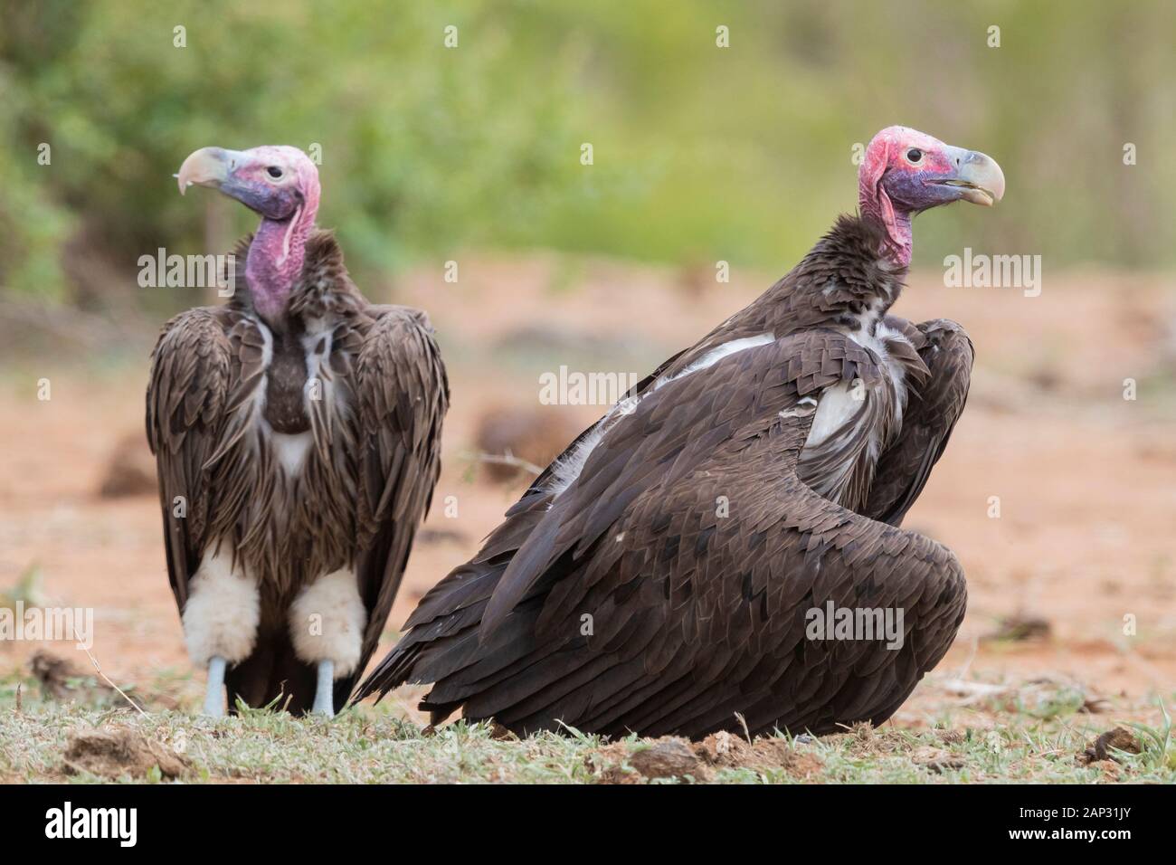 Falda-di fronte vulture (Torgos tracheliotos), due adulti in piedi sul suolo, Mpumalanga, Sud Africa Foto Stock