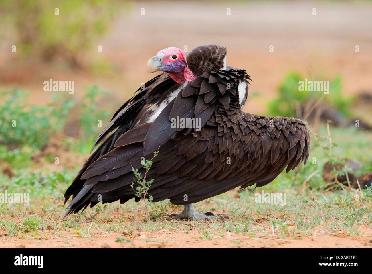 Falda-di fronte vulture (Torgos tracheliotos), la vista laterale di un adulto in piedi sul suolo, Mpumalanga, Sud Africa Foto Stock