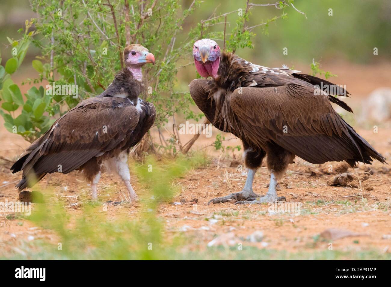 White-headed Vulture (Trigonoceps occipitalis), immaturi in piedi sul suolo insieme con una falda immaturi di fronte-avvoltoio, Mpumalanga, Sud Afri Foto Stock