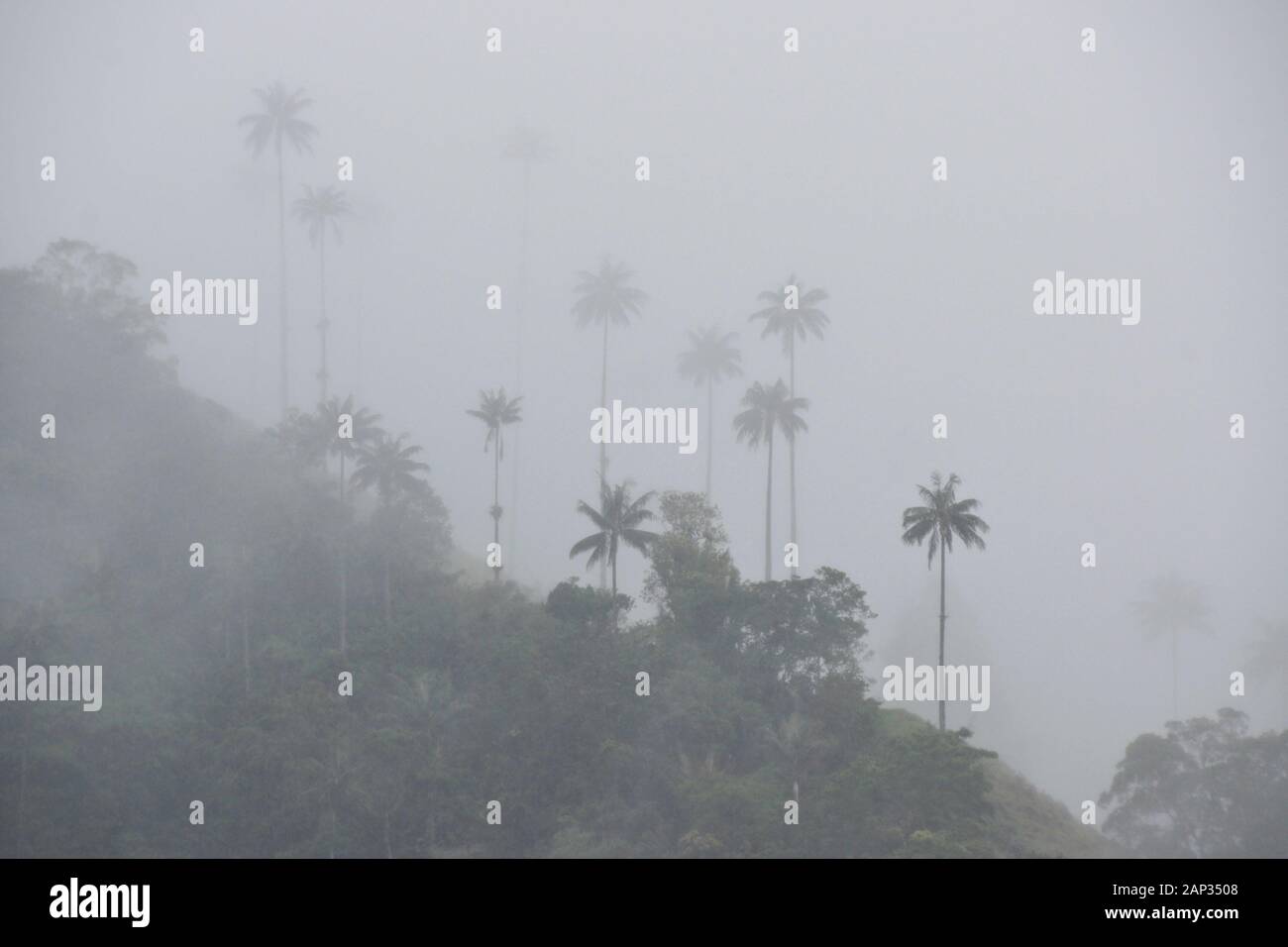 Palme da cera (Colombia Nazionale dell'albero) e vegetazione tropicale nella valle Cocora nei pressi di Salento, dipartimento di Quindio, Colombia, in una nebbiosa e giorno di pioggia Foto Stock