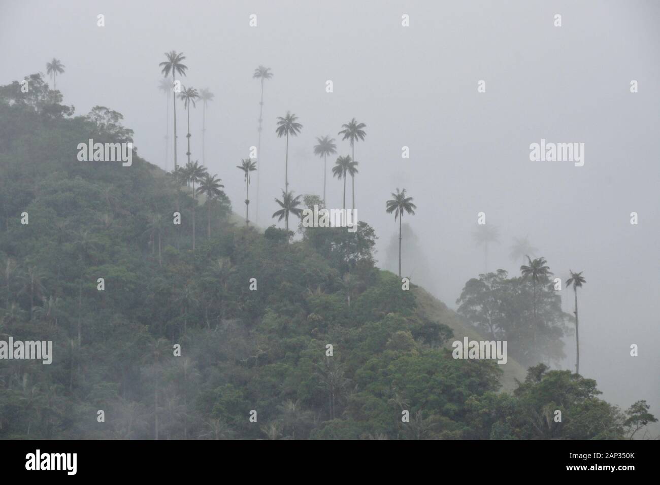 Palme da cera (Colombia Nazionale dell'albero) e vegetazione tropicale nella valle Cocora nei pressi di Salento, dipartimento di Quindio, Colombia, in una nebbiosa e giorno di pioggia Foto Stock